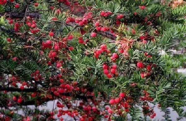 植物浇水|红豆杉浇水时间和正确方法