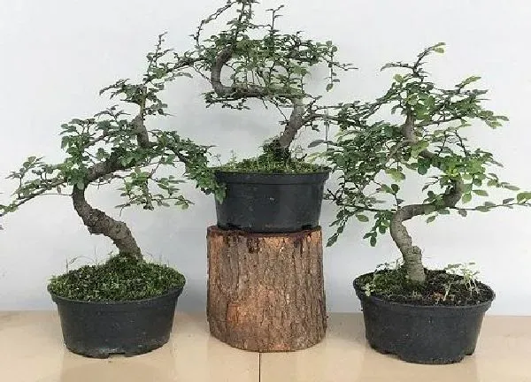 植物浇水|小叶榆冬天怎么浇水