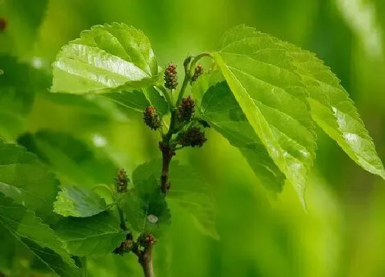 植物百科|桑叶生长在什么地方