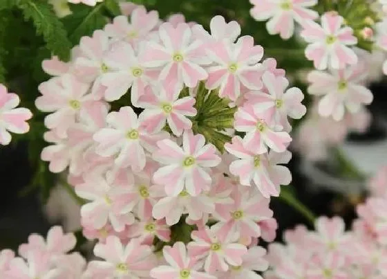 植物百科|美女樱冬天开花吗