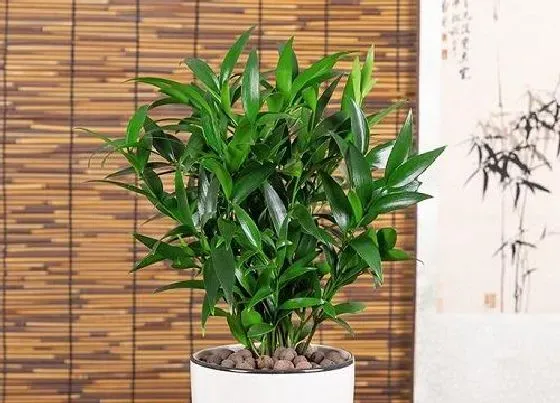 植物招财|家里养竹柏吉利吗 放哪里风水好