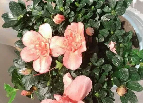 植物排行|杜鹃花哪个品种好