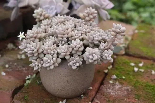 种植土壤|种多肉一定要用专用土吗（多肉植物需要用什么土壤栽种）