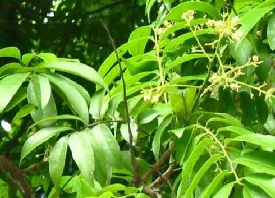 植物排行|漆树科植物有哪些