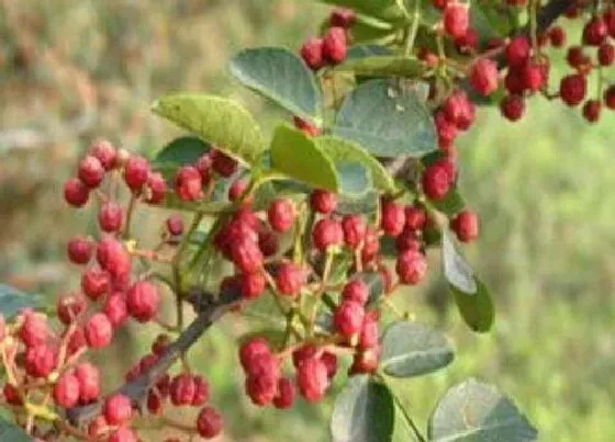 果实成熟|花椒什么时候成熟
