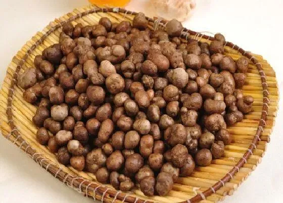 果实保存|山药豆保存方法