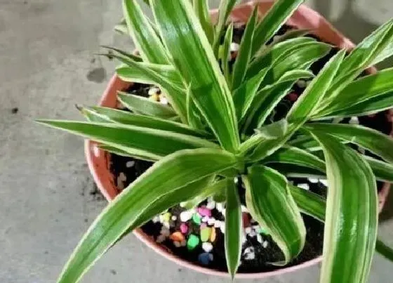 种植土壤|吊兰适合什么土种植