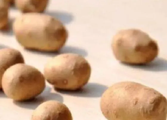 果实保存|山药豆保存方法