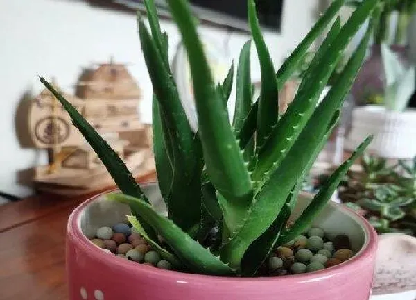 养殖方法|芦荟怎么养殖才能长大（怎样种植芦荟能快速长得又大又肥）