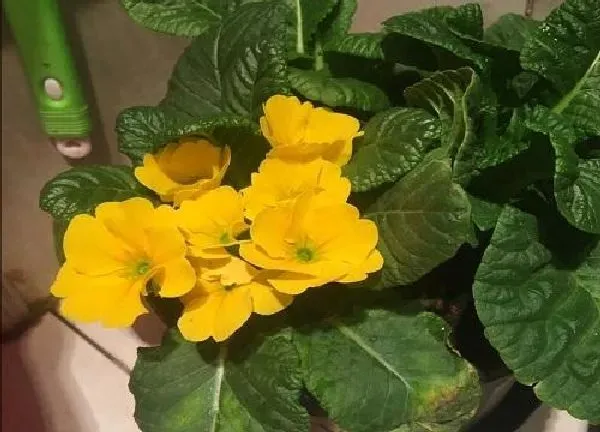 植物浇水|姜荷花浇水要浇透吗 一次浇多少水好