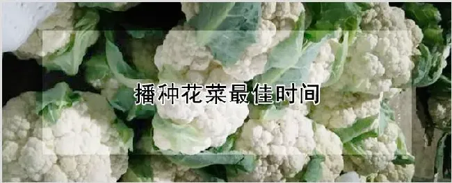 播种花菜最佳时间 | 耕种资料