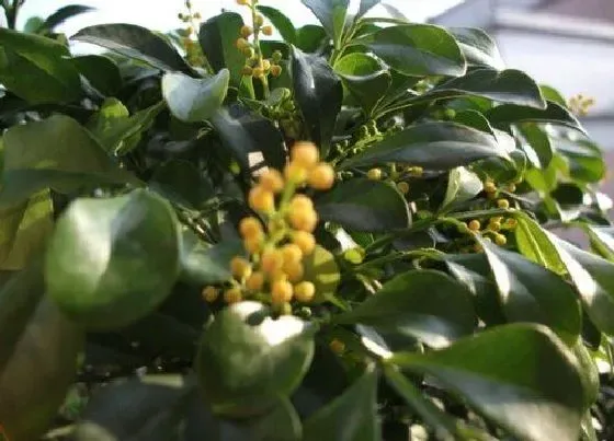 开花时间|米仔兰一年开几次花