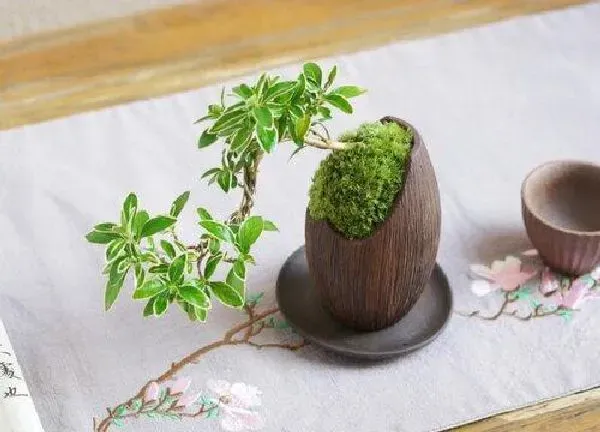 盆景|六月雪适合深盆还是浅盆