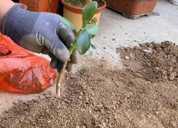 植物扦插|玉树的扦插方法和注意事项 玉树的扦插时间和方法