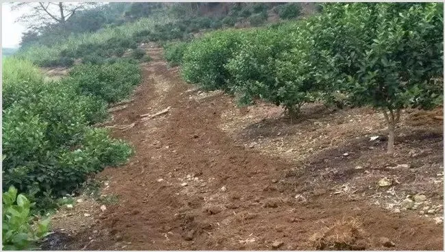 沃柑施肥注意什么 | 种植施肥