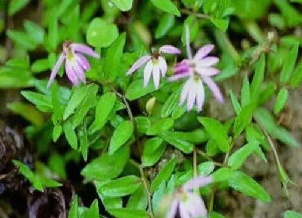 植物浇水|半边莲多久浇一次水