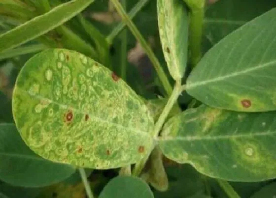 植物病害|花生花叶病症状及防治方法