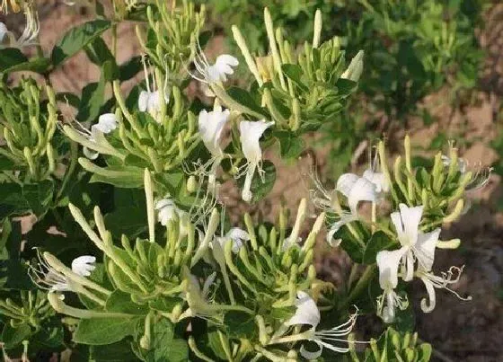 植物排行|金银花什么品种最好