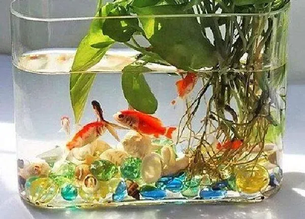 植物浇水|养鱼的水浇花有什么好处 养鱼水浇花当肥料用