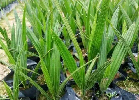 种植管理|棕树的生长周期是多长时间