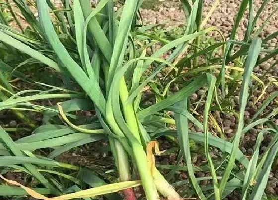 果实成熟|大蒜多久成熟 在什么时候成熟
