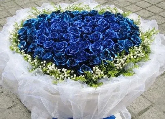 花语|什么花的花语是无法得到