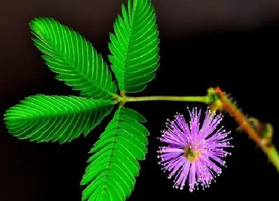 植物文学|含羞草的生长过程