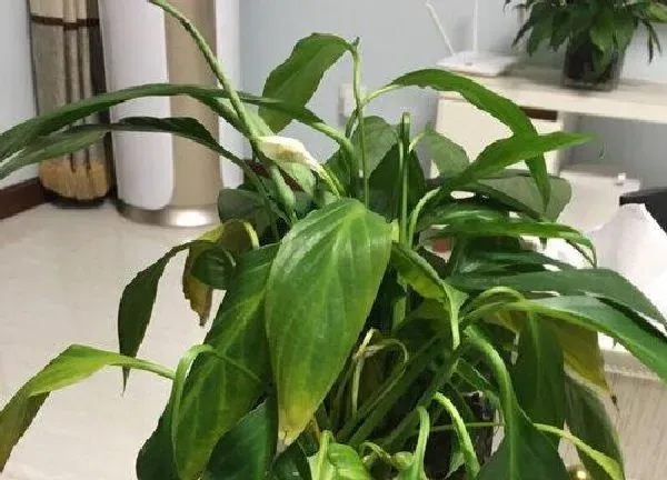 植物移栽|换盆蔫了几天能缓过来 盆栽绿植换盆后叶子蔫了怎么办