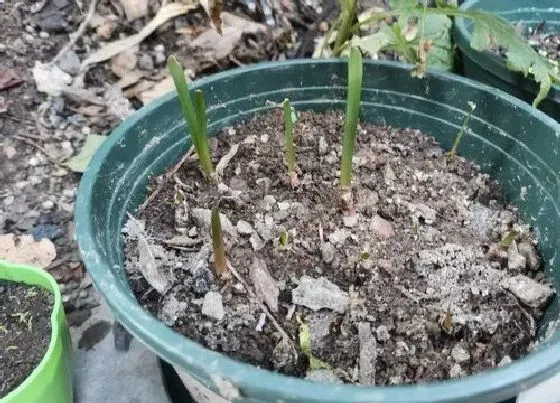 种球|风雨兰种球种植方法和时间 风雨兰球根什么时候栽种