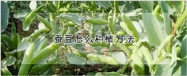 蚕豆怎么种植方法 | 农业技术