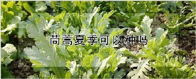 茼蒿夏季可以种吗 | 自然知识