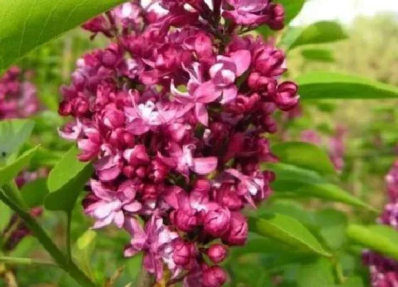 开花时间|丁香花什么季节开花 在春夏季节开花