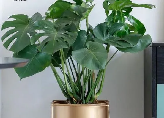 植物百科|龟背竹能不能晒太阳