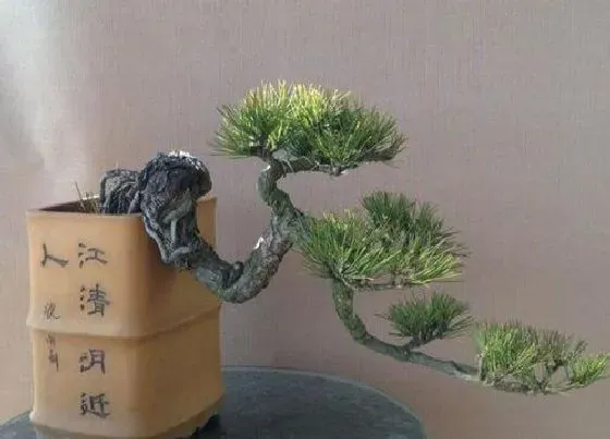 植物排行|松树盆景什么品种最好