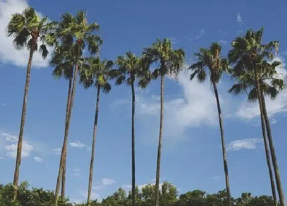 植物百科|椰子树属于什么类植物