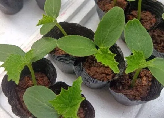 植物百科|春菜是生菜吗 春菜和生菜是一个东西吗