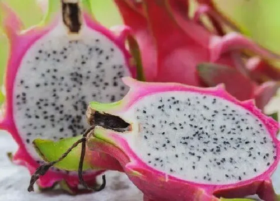 种植管理|火龙果的种子可以种吗