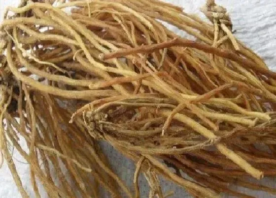功效常识|龙胆草的功效与作用
