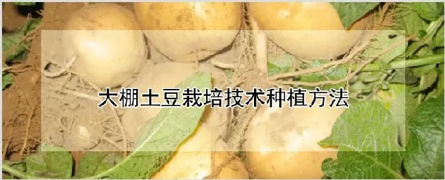 大棚土豆栽培技术种植方法 | 自然知识