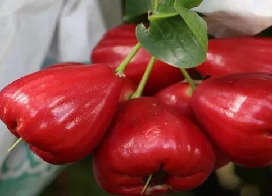 植物香味|莲雾是什么味道的