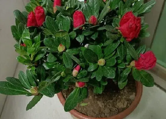 植物排行|杜鹃花哪个品种好
