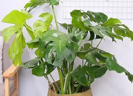 植物百科|龟背竹能不能晒太阳