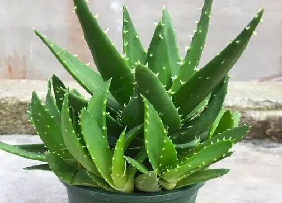 夏天植物|夏季芦荟怎么养护