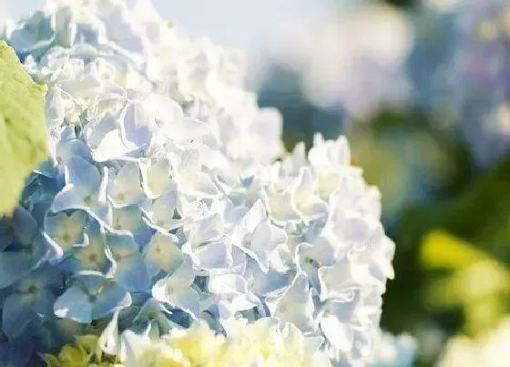 开花时间|紫阳花什么时候开花 开花时间几月