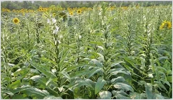 夏季芝麻遭受涝害怎么办？如何有效补救和预防？ | 耕种资料