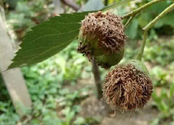 植物虫害|山楂树病虫害防治技术与方法措施