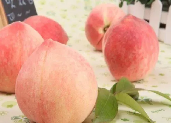 水果科普|教师节送什么水果