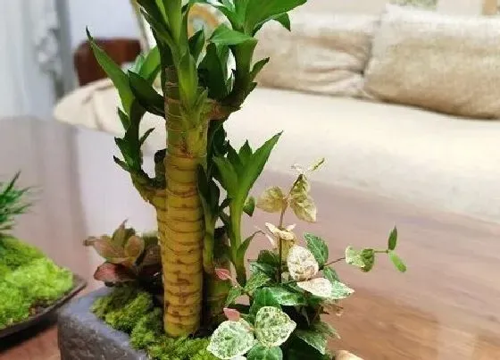 植物百科|观音竹耐阴吗