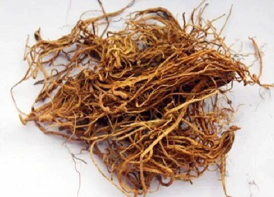 功效常识|龙胆草的功效与作用