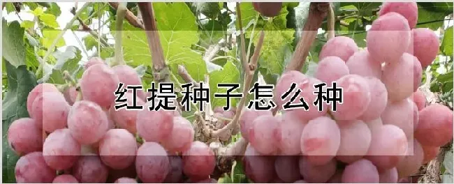 红提种子怎么种 | 耕种资料